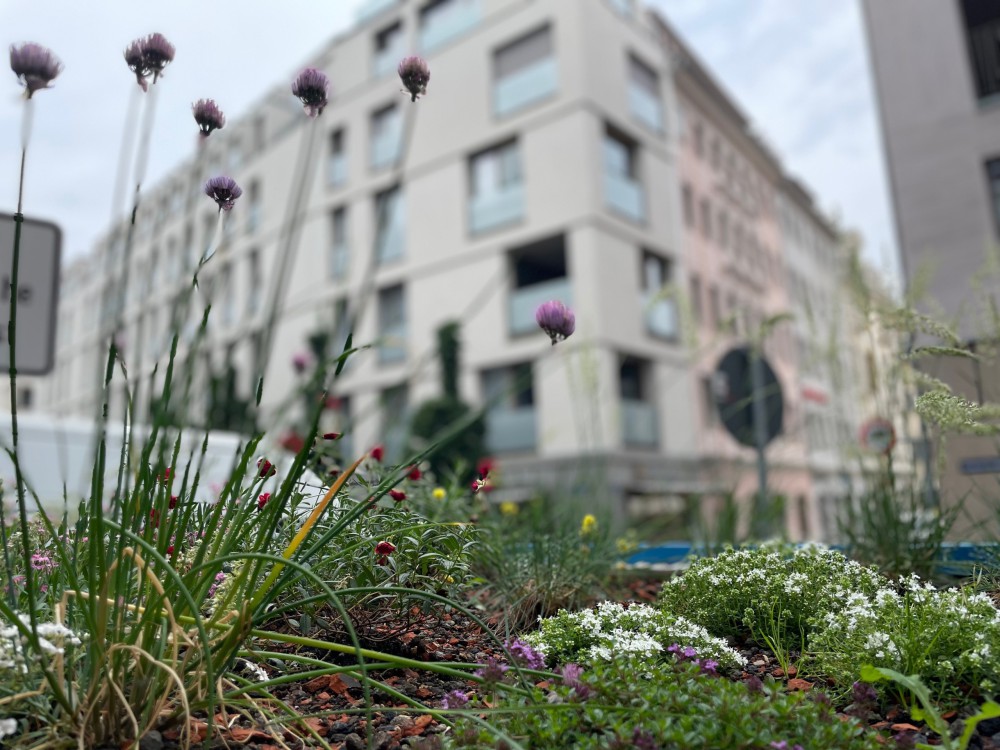 Fahrradgarage, Biodiversitätsdach, Gründach